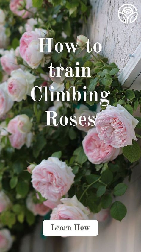 Watch this helpful YouTube video to learn how to train climbing roses in your garden! Visit us at heirloomroses.com Train Climbing Roses, Purple Climbing Roses, Rose Plant Care, Rose Garden Design, Climbing Rose, Rose Care, Cut Flower Garden, Growing Roses, Planting Roses