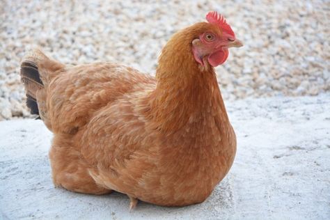 Golden Comet Chickens: Everything You Should Know (Breed Guide) Comet Chicken, Golden Comet Chicken, Chicken Breeds For Eggs, Laying Chickens Breeds, Egg Laying Chickens, Arte Doodle, Laying Hens, Raising Backyard Chickens, Egg Production