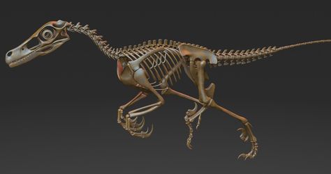 ArtStation - Velociraptor Skeleton, Evgeniy Mahnyov Spinosaurus Skeleton, Velociraptor Skeleton, Triceratops Skeleton, Dinosaur Skeletons, Dinosaur Exhibition, Skeleton Warrior, Dragon Bones, Largest Dinosaur, Dinosaur Park