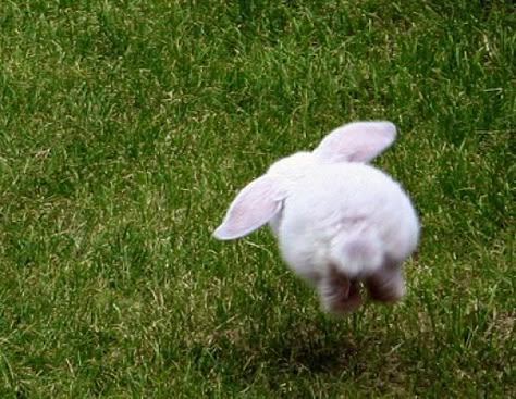 Rabbits and pet care Rabbit Pictures, Rabbit Care, Bunny Tail, Funny Bunnies, White Rabbit, The Grass, 귀여운 동물, Cute Bunny, Funny Babies