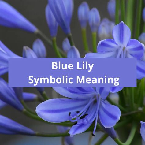 Blue Lily Symbolic Meaning Blue Spider Lily Meaning, Lily Meaning, Blue Lilies, Blue Lily, Lily Plants, Lily Flowers, Flower Meanings, Dream Meanings, Fish Ponds