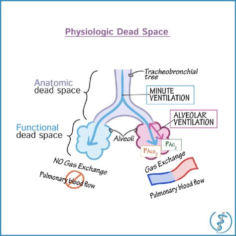 Click the link in our bio to find demo tutorials, quiz questions and an interactive drawing pad with starter images and labels!  #medstudy #medschool #medstudent #medicalschool #medicalstudent #mcat #mcatstudying #usmlestep1 #usmle #usmleprep #usmleworld #studymedicine #firstaidusmlestep1 #firstaidmednotes #medicalnotes #physiology #anatomyandphysiology #respiratoryphysiology Pathophysiology Nursing, Nursing School Studying Cheat Sheets, Medical Terminology Study, Gas Exchange, Medical Notes, Mcat Study, Medicine Notes, Basic Anatomy And Physiology, Nurse Study Notes