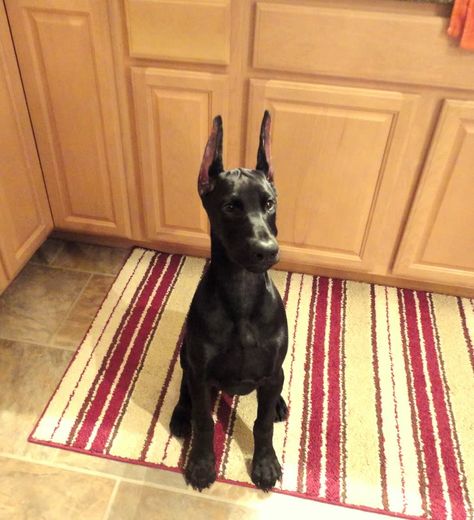 black dobermann. @Rebekah Ahn Ahn Marsh what if this is what our new baby looks like? Doberman Pinscher Natural Ears, Dog Camera, Black Doberman, Doberman Pinscher Puppy, Doberman Love, Doberman Pinscher Dog, Pet Camera, Doberman Puppy, Doberman Dogs