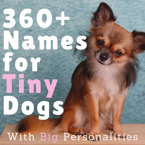 Small dogs make excellent companions. The only problem you might encounter would be picking out the perfect name. Here are 360+ small dog names (both male and female) to inspire you. Also included are name meanings, tips, and a video for even more inspiration. Small Dog Names Boys, Small Male Dog Names, Cute Dog Names Female, Puppy Names Female, Male Dog Names Unique, Puppy Names Unique, Girl Dog Names Unique, Tough Dog Names