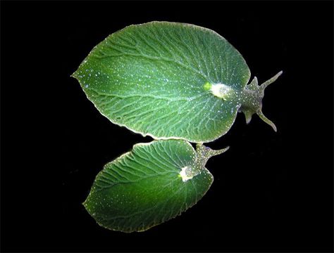 This Sea Slug, Which Looks Like A Leaf, Can Go Without Eating For 9 Months, Because It Can Photosynthesize Just Like A Plant While Basking In The Sun Basking In The Sun, Sea Slug, Grain Of Sand, Capture Photo, Things Under A Microscope, Martha's Vineyard, Nine Months, Green Sea, Slug