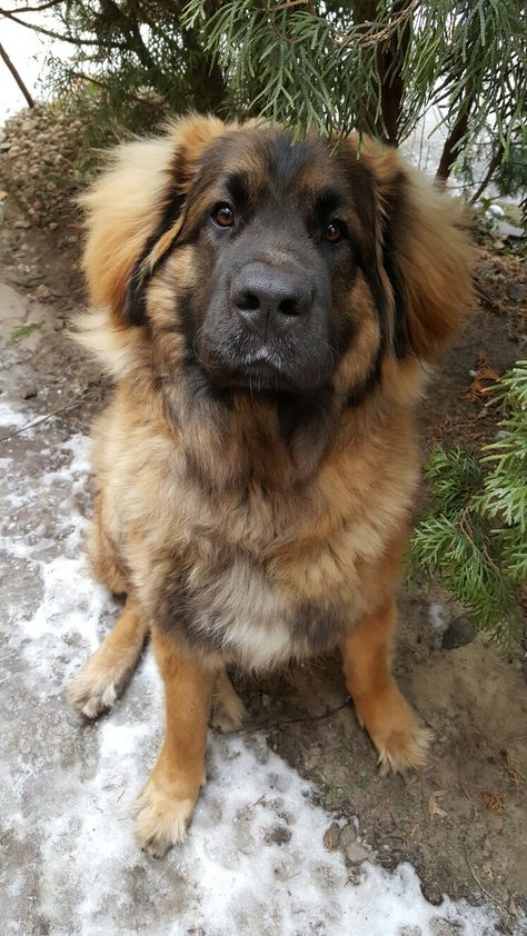 Leonberger  Mix of St Bernard, Newfie, Great Pyrenees Leonberger Aesthetic, Leon Berger Dog, Cute St Bernard, Leonberger Dog Gentle Giant, Leonberger Dog Puppy, Leonberger Puppy, St Bernard Mix, Leonberger Dog, Pet Anime