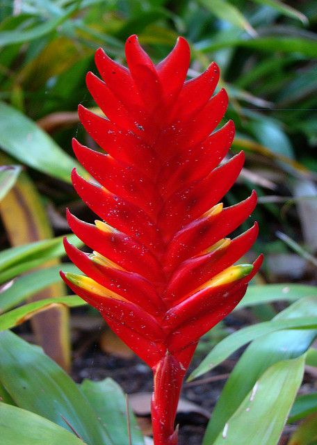 Bromeliad Vriesea | Bromeliad: VRIESEA | Flickr - Photo Sharing! Florida Plants, Florida Usa, Tropical Garden, Air Plants, Lawn Garden, Backyard Landscaping, Mother Nature, World Map, Photo Sharing