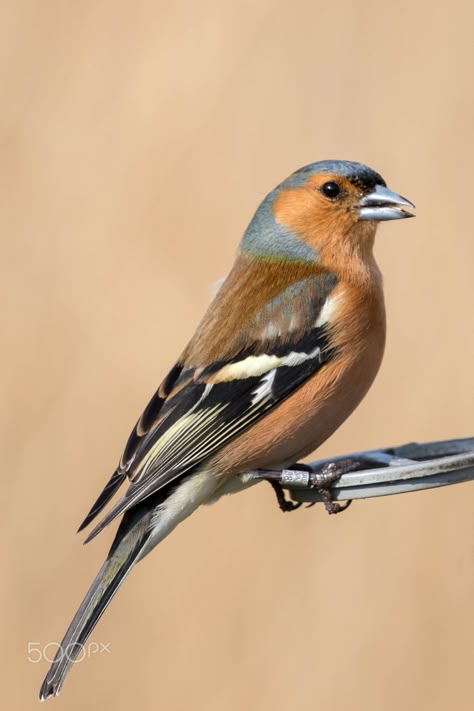 Akvarel Illustration, Wild Birds Photography, Chaffinch, World Birds, Most Beautiful Birds, Nature Birds, Bird Pictures, Exotic Birds, Bird Drawings