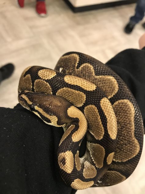 Ball Phytons, Ball Python Spider Morph, Spider Morph Ball Python, Ball Python Full Grown, Lemon Blast Ball Python, Squid Girl, Snake Girl, Spiders And Snakes, Ball Python Axanthic