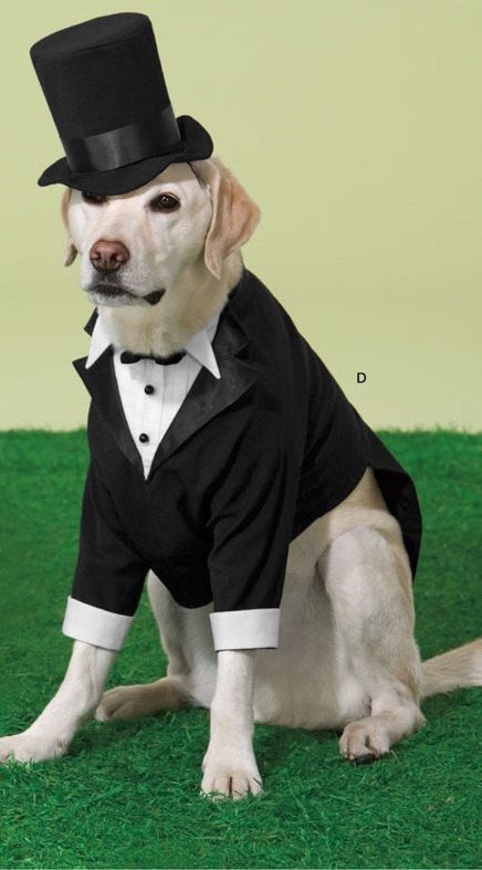 Black Labs, Wedding Pets, Labrador Retrievers, Tuxedo Wedding, Dog Wedding, Dog Dresses, Dog Photos, Dog Accessories, Custom Dog