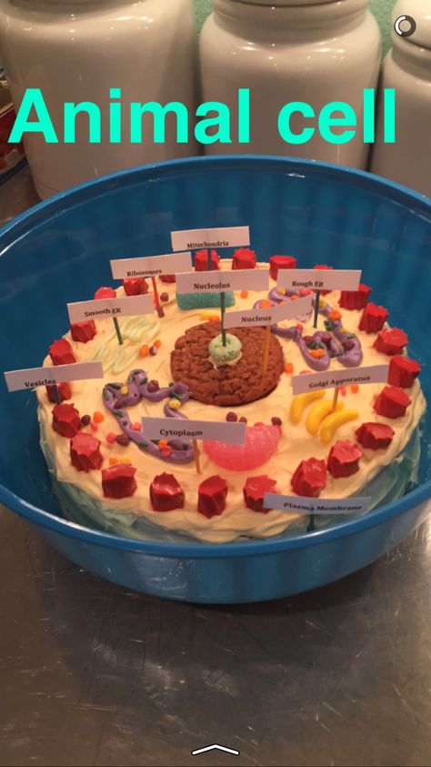 Edible animal cell project made by my high school student! Animal Cell Cake Project Labeled, Edible Animal Cell Project, Animal Cell Project Ideas, Cell Project Ideas, Animal Cell Cake, Edible Animal Cell, Edible Cell Project, Cell Cake, Plant Cell Project