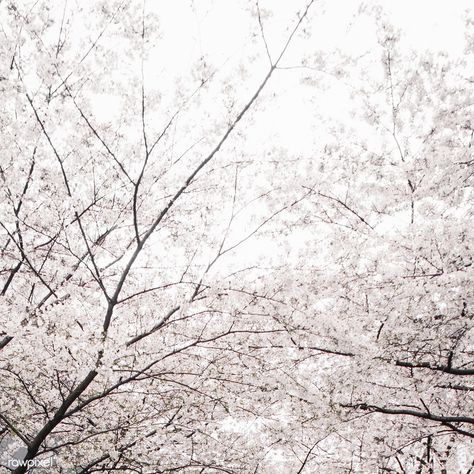 White Sakura Aesthetic, Cherry Blossom White, White Sakura, Cherry Blossom Japan, Sakura Bloom, White Blossom, Sakura Tree, Japanese Cherry Blossom, Japanese Aesthetic