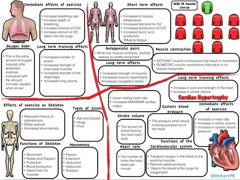 Revision posterPE Revision Gcse, Revision Games, Human Body Systems Projects, Body Systems Project, Gcse Pe, A Level Revision, Leaving Cert, Exam Revision, Physical Education Lessons