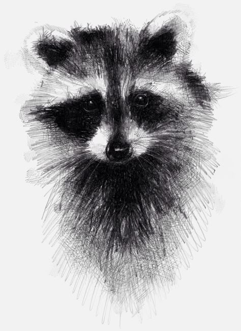 Raccoon, One of my sketch a day drawings  #raccoon #sketch #drawing prints available for sale on Etsy https://www.etsy.com/uk/shop/SketchyLife Raccoon Drawing, Raccoon Art, Art Drawings Sketches Pencil, Sketch A Day, 3d Drawings, Art Drawings Sketches Creative, Animal Sketches, Racoon, Arte Animal