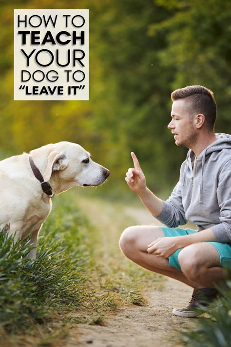 Want a better-behaved pup? 🐶 Learn how to teach your dog the essential "Leave It" command! Our latest blog post provides easy steps to ensure your dog's safety and obedience. Don't miss out—read it now and start training today! 🐾 #DogTraining #PetSafety #LeaveIt https://www.caninecampus.us/how-to-teach-your-dog-to-leave-it Daycare Prices, Dog Commands, Dog Top, Dog Safety, Behavior Problems, Dog Daycare, Dog Teeth, Dog Training Obedience, Dog Obedience