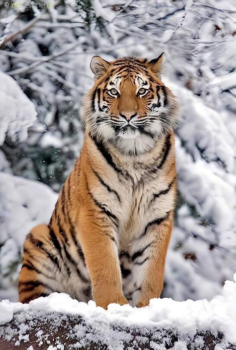 Tiger Reference Photo, Tiger Fotografie, Tiger Photography, Big Cats Photography, Save The Tiger, Fierce Tiger, Amur Tiger, Tiger Jewelry, Wild Animals Photography