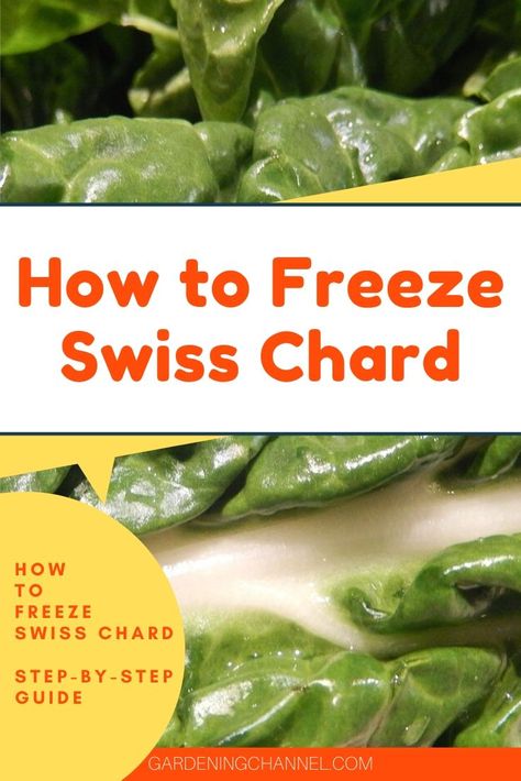 Can I freeze Swiss chard without blanching? - Gardening Channel Freezing Swiss Chard Without Blanching, Can You Freeze Swiss Chard, How To Freeze Swiss Chard, Freezing Swiss Chard, Freeze Swiss Chard, Chard Recipes Healthy, Veggie Prep, Freezing Veggies, Supper Sides