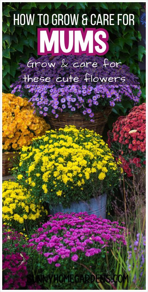 Learn how to grow mums with tips for a beautiful garden. Discover planting chrysanthemums, fall planting, and chrysanthemum care. Perfect for beginners and advanced gardeners, these tips will help you create stunning autumn planters. How To Care For Mums Fall, How To Grow Mums, Mum Garden Ideas, Chrysanthemum Care, Fall Planting Perennials, Autumn Planters, Oregon Gardening, Mum Planters, Garden Mums