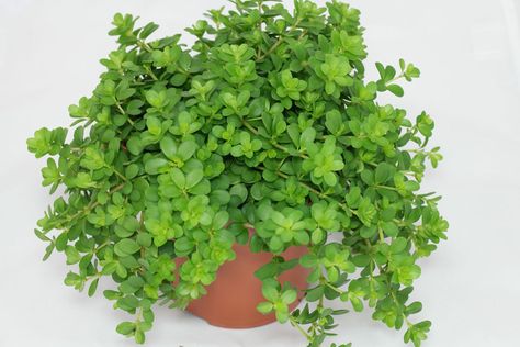 Peperomia deppeana Option for Hub Meeting Room / depending on availability Cat Safe Plants, Peperomia Plant, Household Plants, Plant Wishlist, Trailing Plants, My Plant, Plant Identification, Easy Plants, Going Green