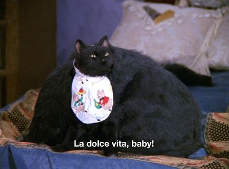 1,389 Likes, 2 Comments - sabrina the teenage witch (@nocontextsabrina) on Instagram Salem Saberhagen, Salem Cat, Tv Show Quotes, Cat Quotes, Archie Comics, Spirit Animal, Reaction Pictures, Cool Cats, Nickelodeon