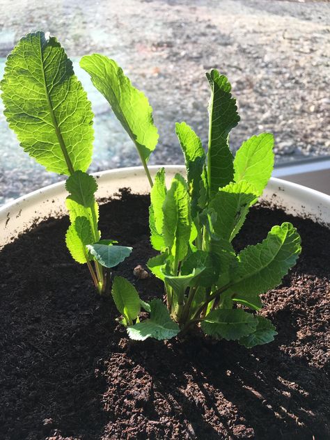 How to Grow Horseradish How To Grow Horseradish, Grow Horseradish, Horseradish Plant, Growing Horseradish, Fresh Horseradish, Growing Garden, Shadow Plants, Herb Garden In Kitchen, Recipes Learn