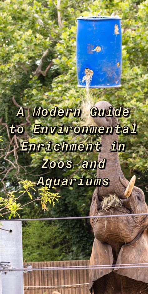 For this article, I have decided to go in-depth into what I think a great enrichment program for zoos and aquariums should look like. Giraffe Enrichment Ideas, Enrichment For Zoo Animals, Sloth Enrichment, Zoo Enrichment Ideas, Zoo Animal Enrichment, Animal Enrichment Ideas, Raptor Enrichment, Elephant Enrichment, Animal Careers