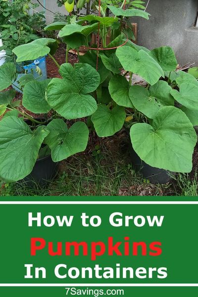 Easy step by step guide on Growing Pumpkins in Containers. If you have limited garden space, you can grow pumpkins in a container like a pot or a bag. #pumpkin #pumpkins #growingpumpkins #howtogrow #pumpkingrowing Growing Pumpkins In Containers, Pumpkins In Containers, How To Grow Pumpkins, Grow Pumpkins, Creative Planters, Garden Luxury, Planting Pumpkins, Garden Boxes Raised, Bucket Gardening