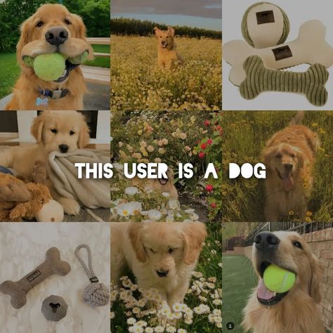 Dog userboxes with different vibes! More coming soon! #therian #therianthropy #moodboardsaesthetic #moodboard #aesthetic Golden Retriever Therian, Therian Moodboard, Dog Moodboard, Therian Friends, Dog Therian, Puppy Boy, Different Vibes, Golden Labs, Therian Stuff