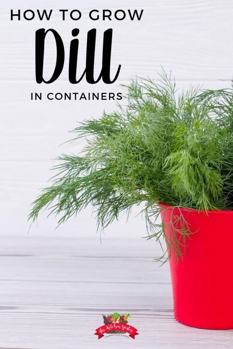 How To Grow Dill In A Pot, Growing Dill In A Container, Dill Plant How To Grow, Herb Tips, Planting Dill, Growing Dill, Grow Dill, Dill Plant, Flowers Arrangements Ideas