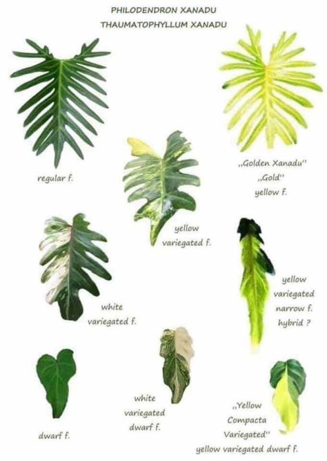 Plant Leaf Identification, Philodendron Varieties, Philodendron Xanadu, Leaf Identification, Plant Sketches, Philodendron Plant, Garden Garage, Plant Varieties, About Plants