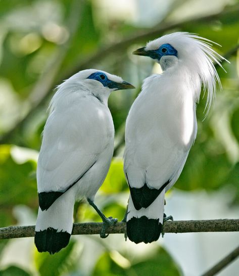 White Birds, Different Birds, Most Beautiful Birds, Kinds Of Birds, All Birds, Exotic Birds, Pretty Birds, Starling, Colorful Birds