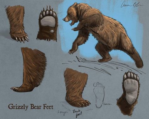 Today's How To Draw Bears video lecture was on Grizzly Bear Feet. The full course will be available soon at CreatureArtTeacher.com #grizzly… Animals Sketching, Paw Reference, How To Draw Bears, Bear Reference, Bear Character Design, Aaron Blaise, Paw Drawing, Feet Drawing, Walk Cycle