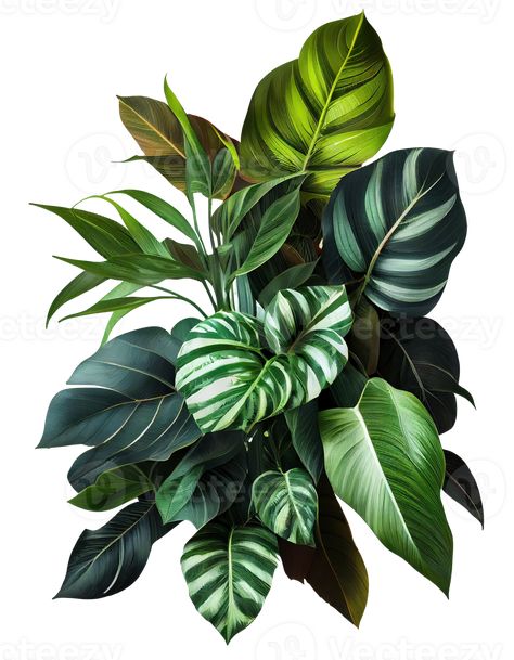 Tropical leaves foliage plant bush floral arrangement on transparent background, created with Tropical Ferns, Flower References, Green Nature Wallpaper, Jungle Leaves, Jungle Wallpaper, Tropical Foliage, Foliage Plants, Green Nature, Wallpaper Design