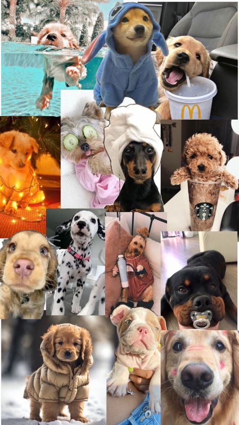 Wallpaper idea Collages Wallpaper, Animal Lover, Collage, Dogs, Animals