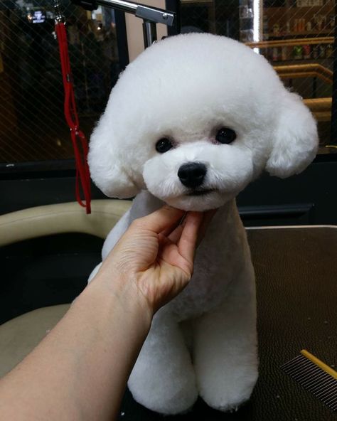 Bichon Grooming Design, Haircut Photo, Bichon Poodle, Dog Haircut, Grooming Ideas, Poodle Hair, Poodle Haircut, Dog Grooming Styles, Bichon Dog