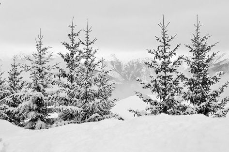 Embroidery Goldwork, Forest Photos, Beaux Villages, Summer Road Trip, Forest Landscape, Winter Forest, Winter Blues, Winter Landscape, Landscape Prints