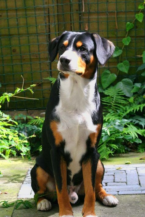 Appenzeller Dog, Service Dogs Breeds, Pitbull Boxer, Entlebucher Mountain Dog, Mini Pinscher, Every Dog Breed, All Breeds Of Dogs, Greater Swiss Mountain Dog, Swiss Mountain Dogs