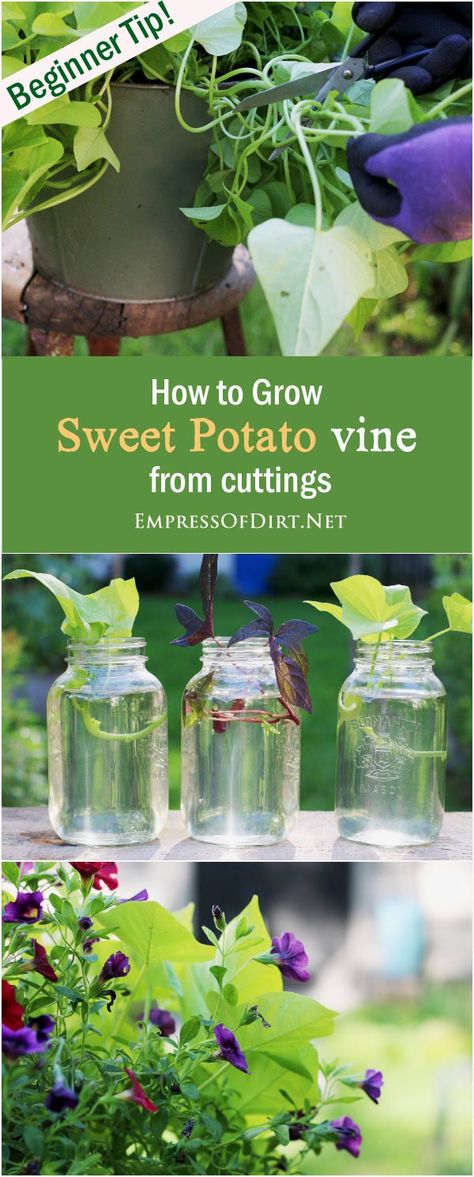 Would you like some free plants to fill up your flower planters? That's what propagation is all about. And don't worry, it's easy! REALLY EASY. Using plants you already have, you can grow a bunch more with this simple process. And the bonus? They can live on for many seasons, indoors and outdoors. How To Propagate Sweet Potato Vine, Sweet Potato Vines How To Grow Indoors, Potato Vines How To Grow, Sweet Potato Vine Planter Ideas, Grow Sweet Potato Vine, Sweet Potato Plant Vine, Potato Plant, Sweet Potato Plant, Growing Sweet Potatoes