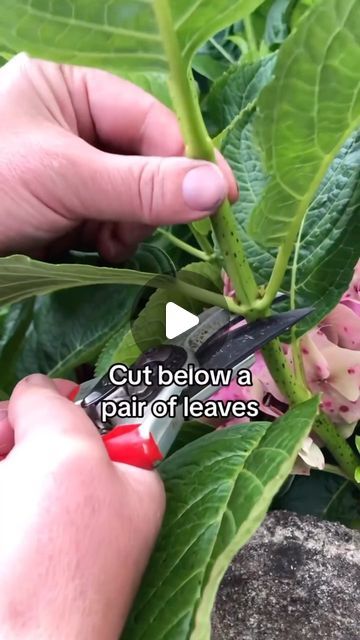 Seed to Flowers on Instagram: "How to take hydrangea cuttings. You need to find a friend or neighbour growing hydrangeas and ask them if they will kindly allow you to take some cuttings. Keep cuttings well watered and out of direct sunlight. 
#gardeningtips #gardening #propagationtips #gardeninghacks #gardeningforbeginners" Hydrangea Cuttings, Growing Hydrangeas, Water Well, Gardening For Beginners, How To Take, Gardening Tips, Hydrangea, Seeds, Flowers