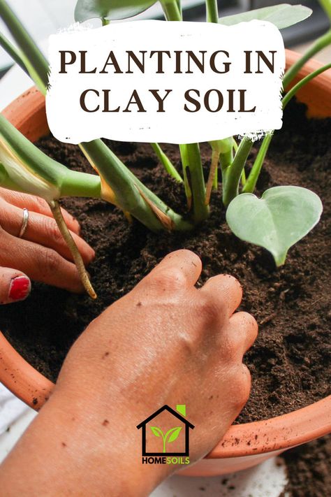 Planting in Clay Soil Amending Clay Soil, Planting In Clay, Front Porch Flowers, Planting Grass, Porch Flowers, Acid Loving Plants, Gardening Hacks, Plant A Tree, Clay Soil