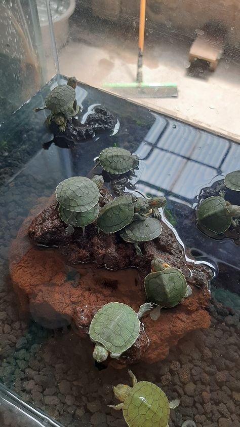 Water Turtle, Mini Turtle, Turtle Habitat, Mini Turtles, Small Turtles, Aquatic Turtles, Pet Turtle, Turtle Tank, Cute Reptiles