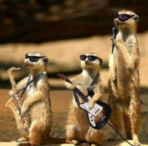 ZZ Top Happy Birthday Humorous, School Images, Preppy School, Picture Prompts, Happy Birthday Meme, Happy Birthday Funny, Happy Birthday Pictures, Funny Animal Photos, Funny Happy Birthday