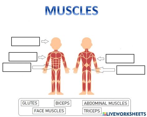 Muscles 3º worksheet Muscles Worksheet, Major Muscles, Back Muscles, School Subjects, Muscle Groups, Online Workouts, Google Classroom, Science And Nature, Muscles