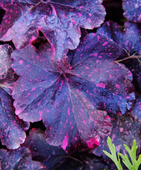 Heuchera varieties: 15 coral bells for foliage and flowers | Purple Leaf Plants, Purple Flowering Plants, Coral Bells Heuchera, Purple Leaves, Midnight Rose, Purple Plants, Coral Bells, Best Perennials, Ground Cover Plants