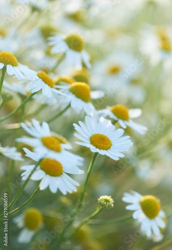 Stock Image: Nature background with wild flowers camomiles. Close up. Lavender Close Up, Beltane 2024, Flowers Up Close, Grid Painting, Margaret Fuller, Mod Flowers, Flower Reference, Art For Walls, Walls Art