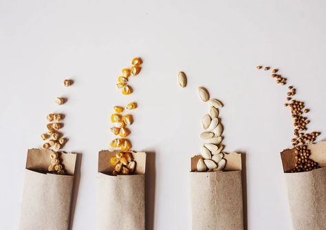 Close-Up Of Seeds Spilling From Paper Bag Against White Background Organize Seeds, What To Plant When, Garden Preparation, Eggplant Seeds, Pink Pampas Grass, Starting A Vegetable Garden, Home Grown Vegetables, Buy Seeds, Seed Bank