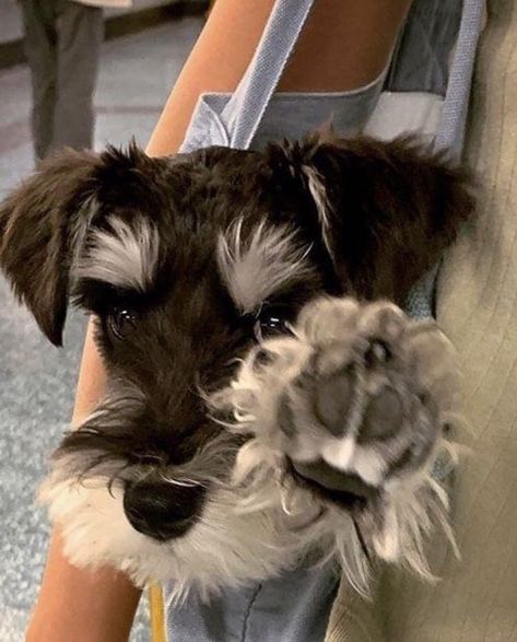 Mini Schnauzer Puppies, Standard Schnauzer, Dog Aesthetic, Miniature Schnauzer Puppies, Puppies Cute, Schnauzer Dog, Schnauzer Puppy, Very Cute Dogs, Schnauzer Dogs