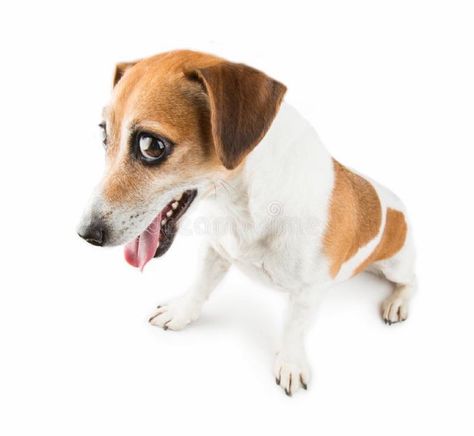 Wenamechainasama Meme, Dog Stock Photo, Goofy Dog, Dog Icon, Cute Rats, Side Eye, Pretty Dogs, Funny Emoji, Silly Dogs