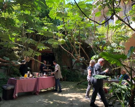 PLANT OF THE WEEK #10: Tetrapanax papyrifer - The Gardenist Tetrapanax Papyrifer, Asian Plants, Front Path, White Azalea, Evergreen Garden, Concrete Facade, Fortitude Valley, Small Courtyards, Garden Entrance