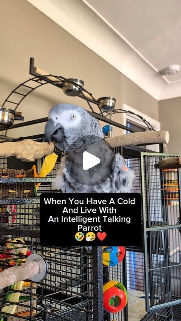 Birds Funny, Funny Talking, Talking Parrots, Funny Parrots, Colorful Parrots, July 3, The Funny, Animals Pets, Funny Cute